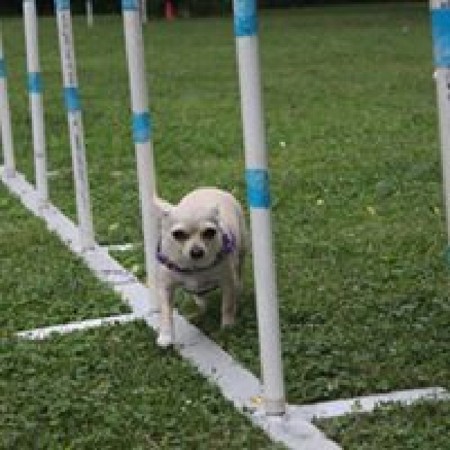 Dog Agility Training: Where To Begin With Your Dog  
